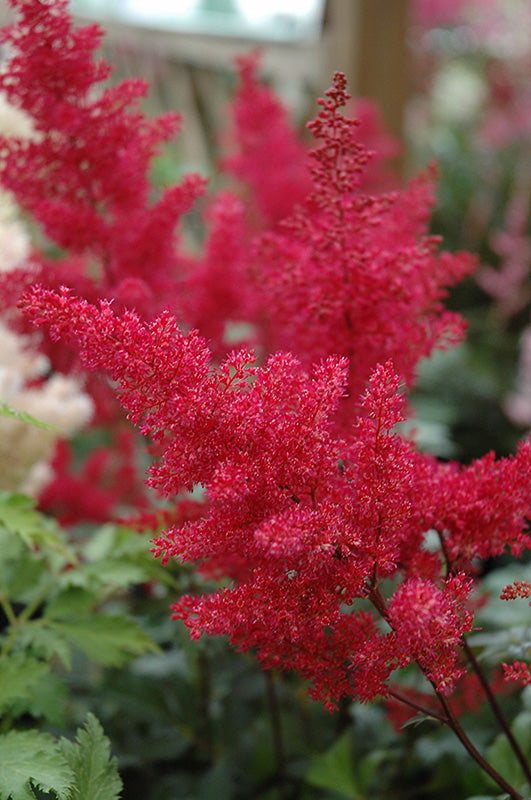 Astilbe japonica 'Montgomery' (False Goatsbeard / False Spiraea)
