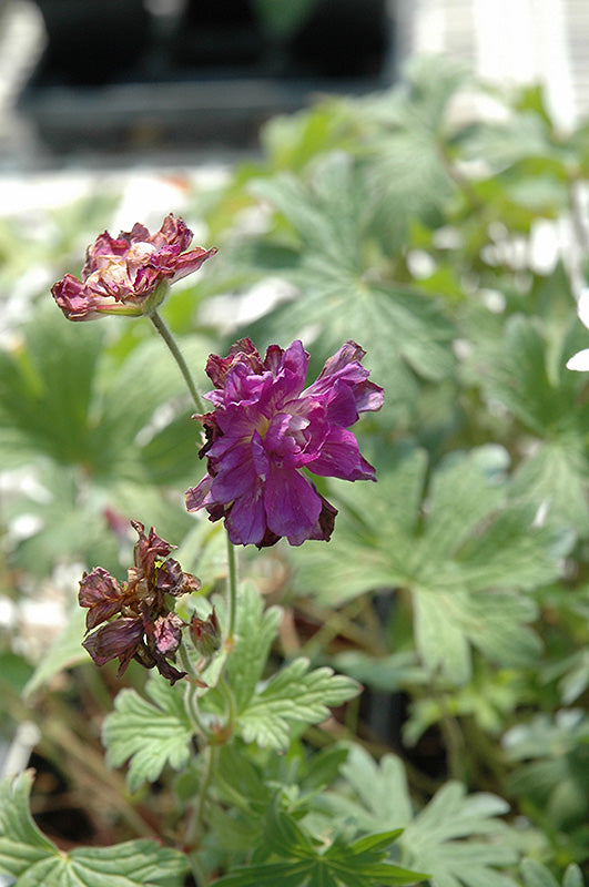 Geranium himalayense 'Birch's Double' (Cranesbill)
