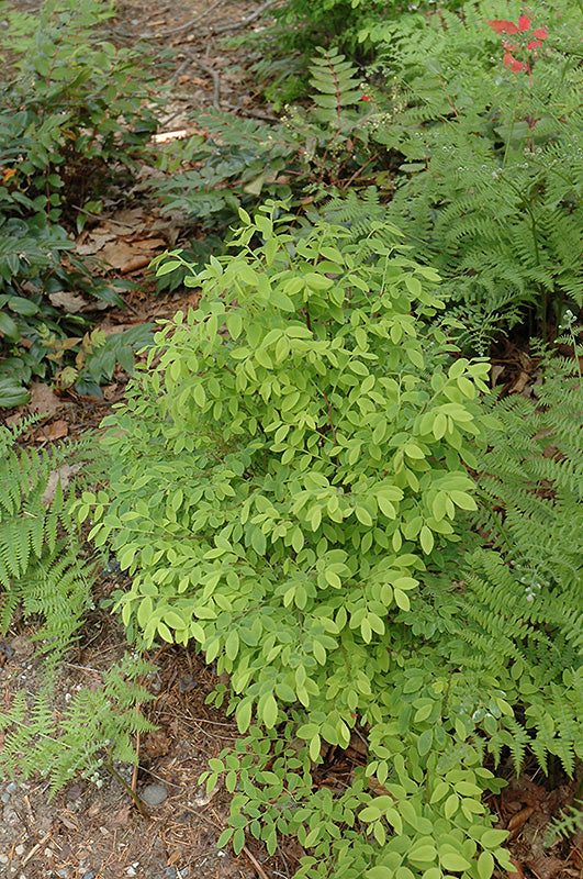 Vaccinium parvifolium (Red Huckleberry)