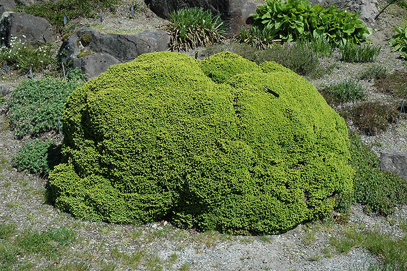 Picea abies 'Little Gem' (Little Gem Spruce)