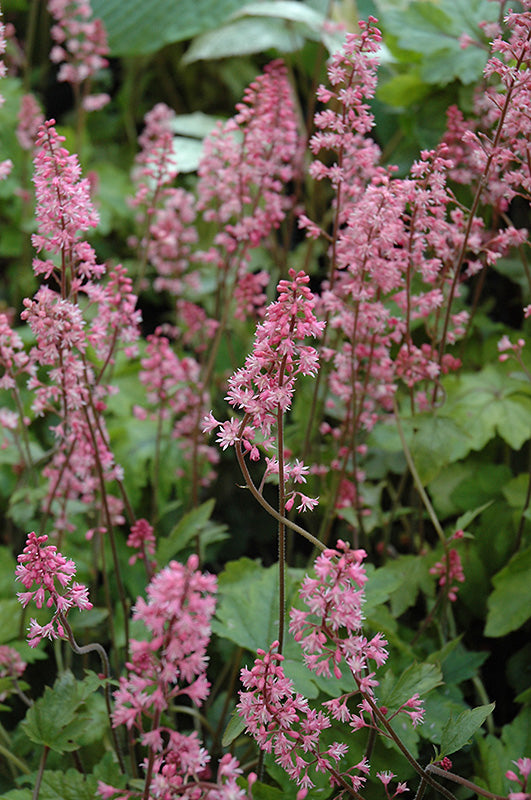 Heucherella 'Day Glow Pink'