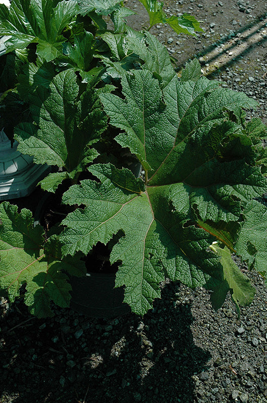 Gunnera manicata (Dinosaur Food/Giant Rhubarb)