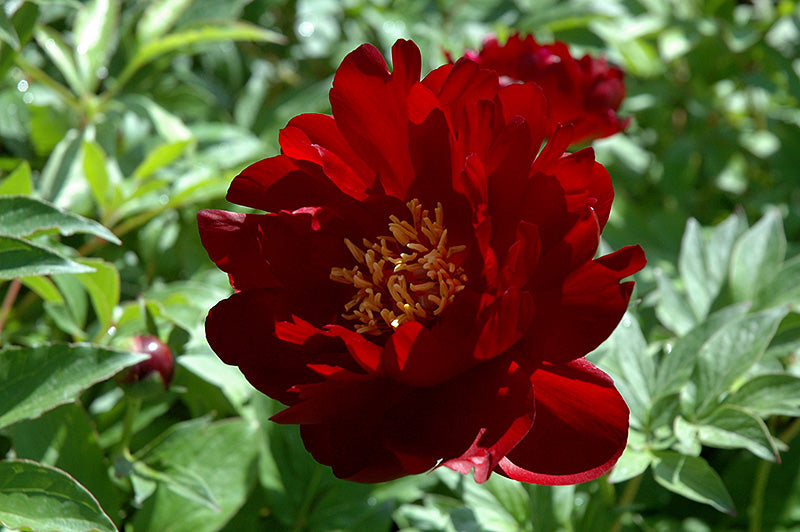 Paeonia lactiflora 'Buckeye Belle'