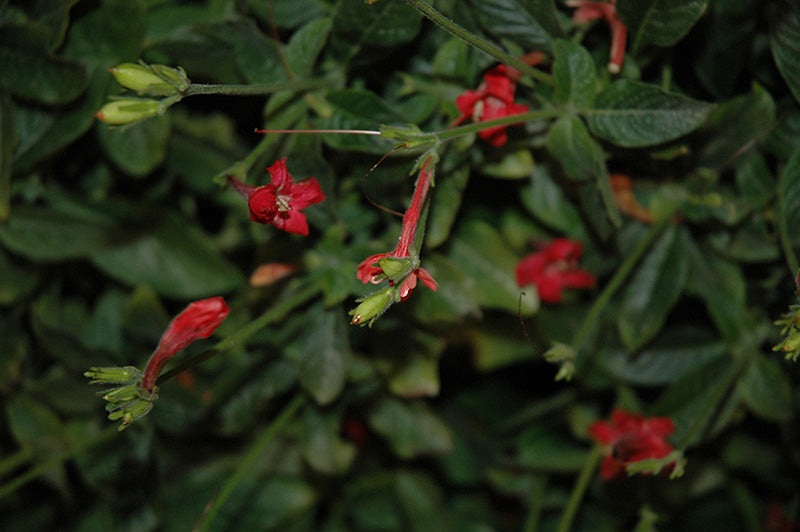 Ruellia elegans 'Ragin' Cajun' (Ragin' Cajun Hardy Petunia)