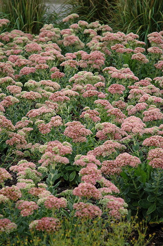 Sedum 'Autumn Joy' (Autumn Joy Stonecrop)