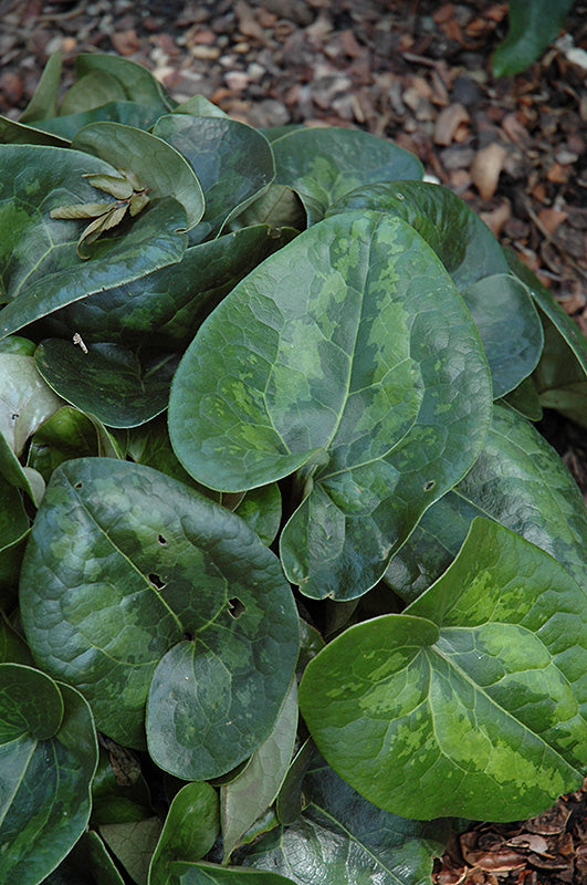 Asarum maximum 'Ling Ling' (Ling Ling Panda Face Ginger)