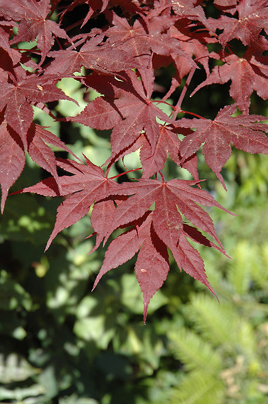 Acer palmatum 'Purple Ghost' (Japanese Maple)