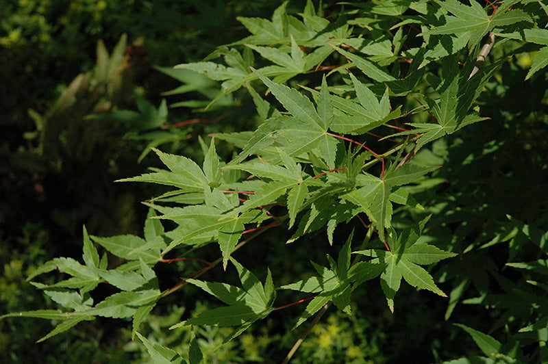 Acer palmatum 'Ryu sei' (Japanese Maple)