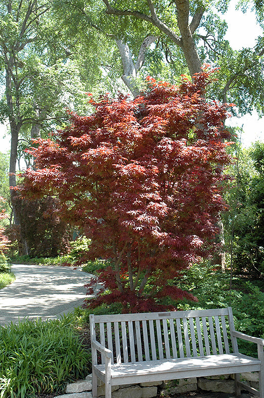 Acer palmatum 'Pixie' (Japanese Maple)
