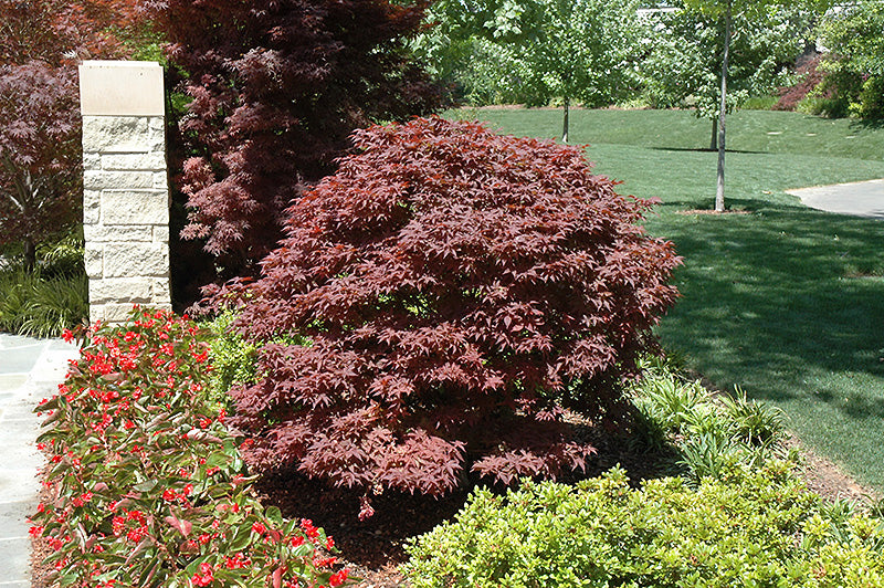 Acer palmatum 'Rhode Island Red' (Japanese Maple)
