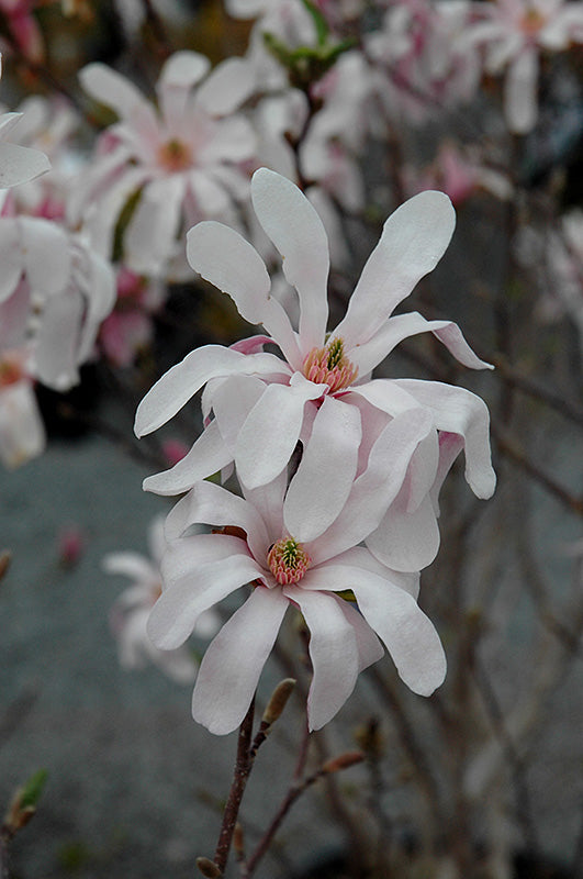 Magnolia x loebneri 'Leonard Messel'