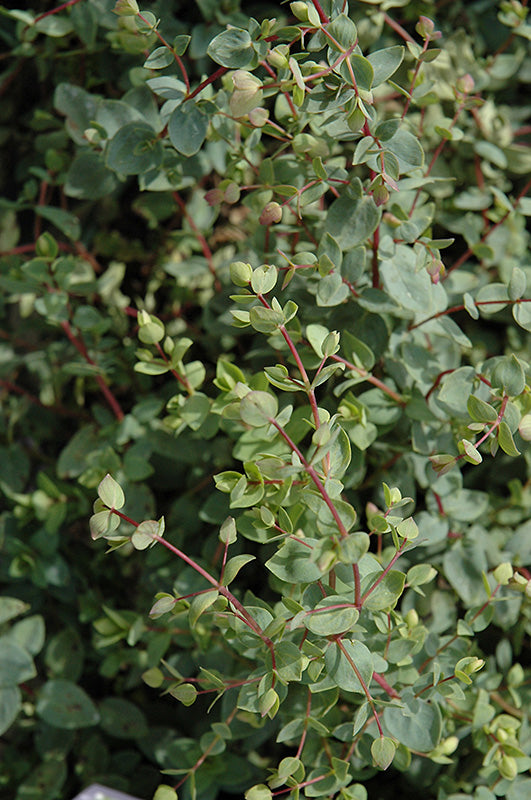 Origanum libanoticum (Lebanese Oregano)