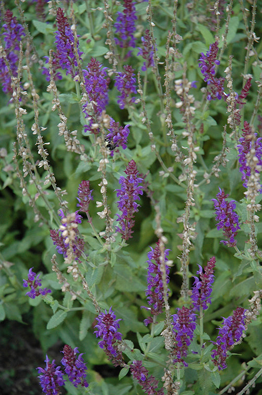 Salvia nemorosa 'Balyriclu' (Lyrical Blues Meadow Sage)