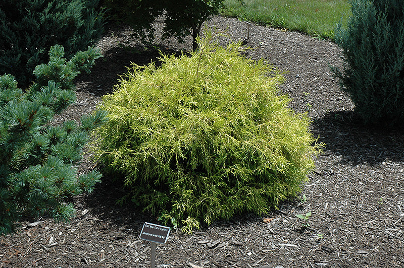 Chamaecyparis pisifera 'Golden Mop' (Falsecypress)