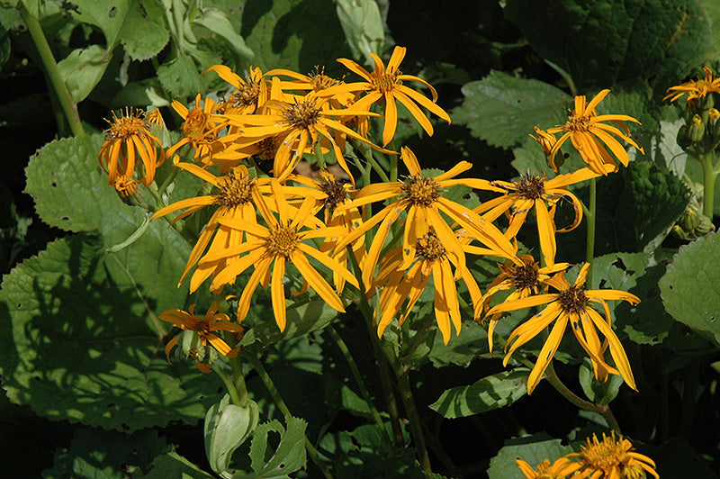 Ligularia dentata 'Othello' (Rayflower)