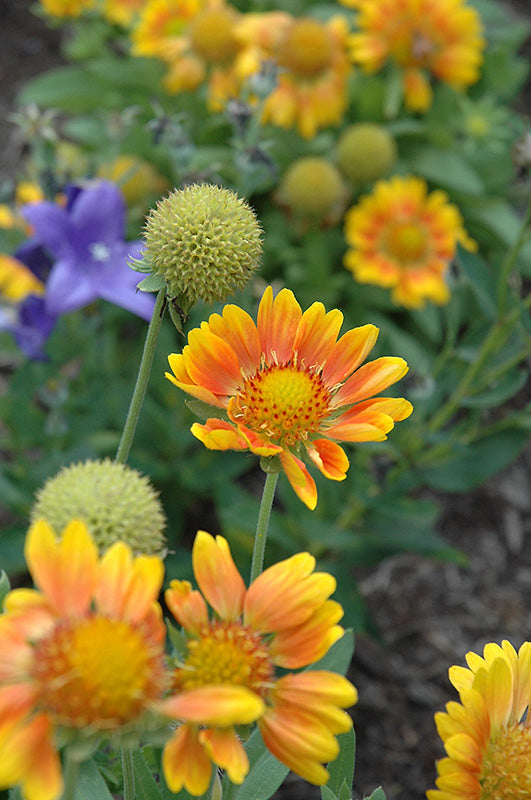 Gaillardia x grandiflora 'Mesa Peach'