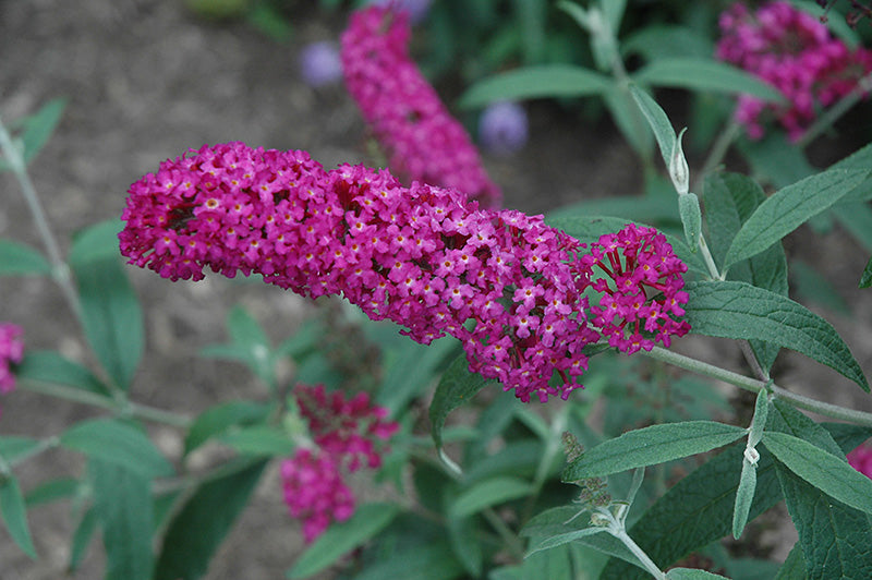 Buddleia davidii 'Buzz Magenta' (Butterfly Bush)