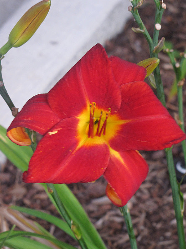 Hemerocallis 'Autumn Red'