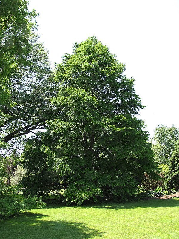 Cercidiphyllum japonicum (Katsura Tree)