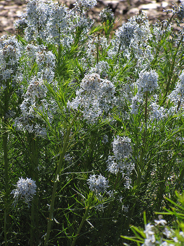 Amsonia hubrichtii (Narrow-Leaf Blue Star)