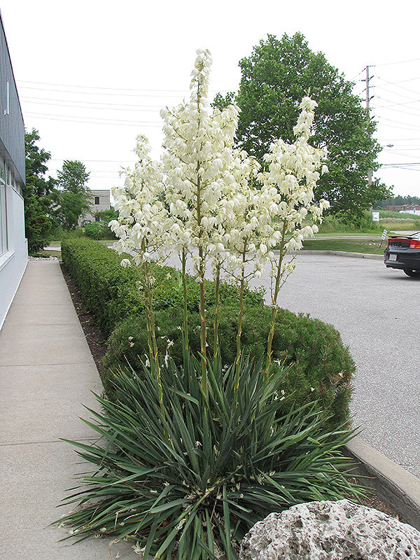 Yucca filamentosa (Adam's Needle)