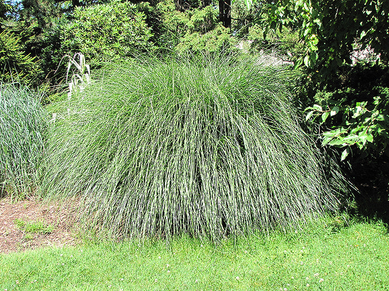 Miscanthus sinensis 'Yaku Jima' (Dwarf Maiden Grass)