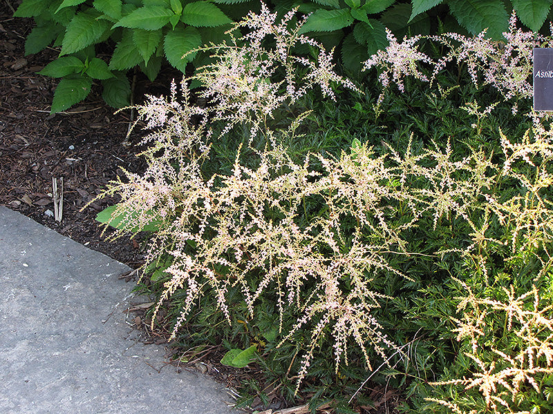 Astilbe 'Sprite' (False Goatsbeard / False Spiraea)