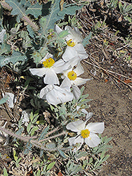 Romneya coulteri (Coulter's Matilija Poppy)