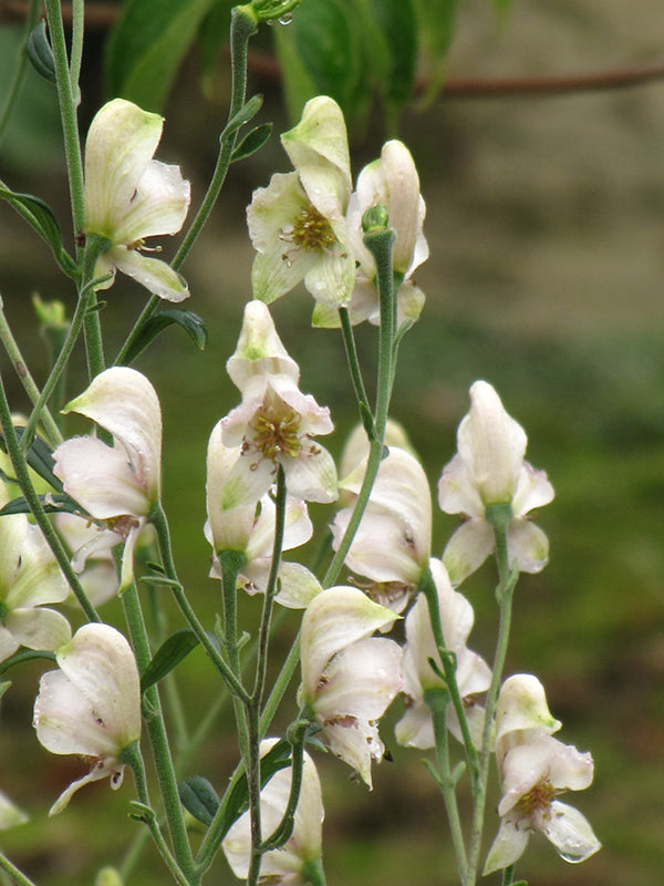 Aconitum napellus 'Album' (Common White Monkshood)