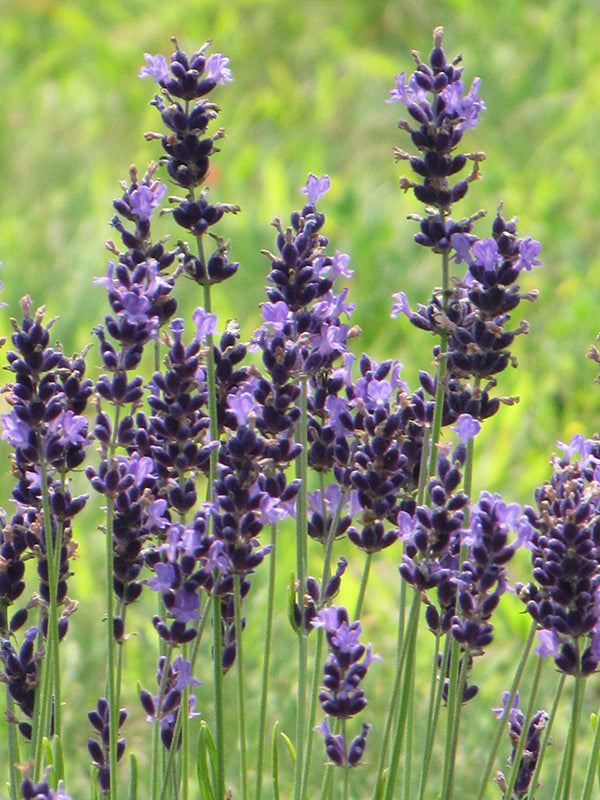 Lavandula angustifolia 'Hidcote Superior' (English Lavender)