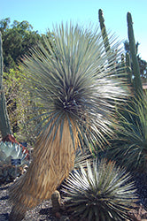 Yucca rostrata (Beaked Yucca)