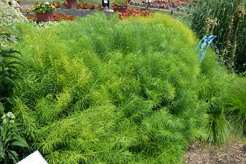 Amsonia hubrichtii (Narrow-Leaf Blue Star)
