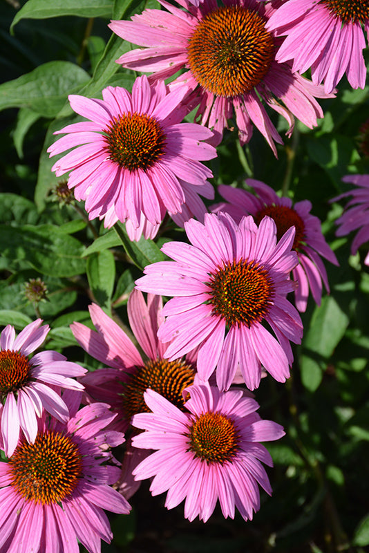 Echinacea purpurea 'Magnus Superior'