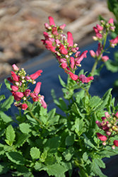 Scrophularia 'TNSCRCR' ('Cardinale Red') Red birds in a tree.