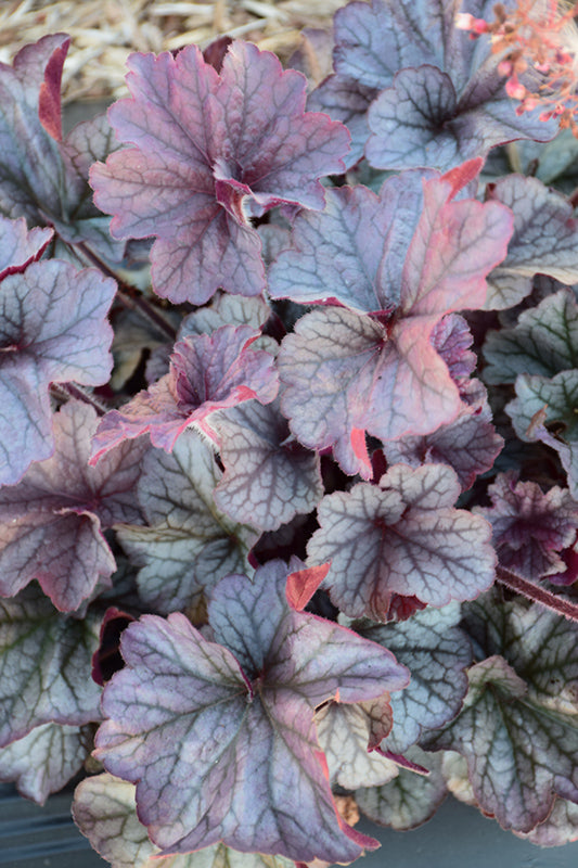 Heuchera 'Northern Exposure Silver' (TNHEUNES)