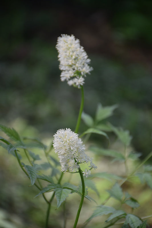 Actaea pachypoda 'Misty Blue' (White Baneberry)