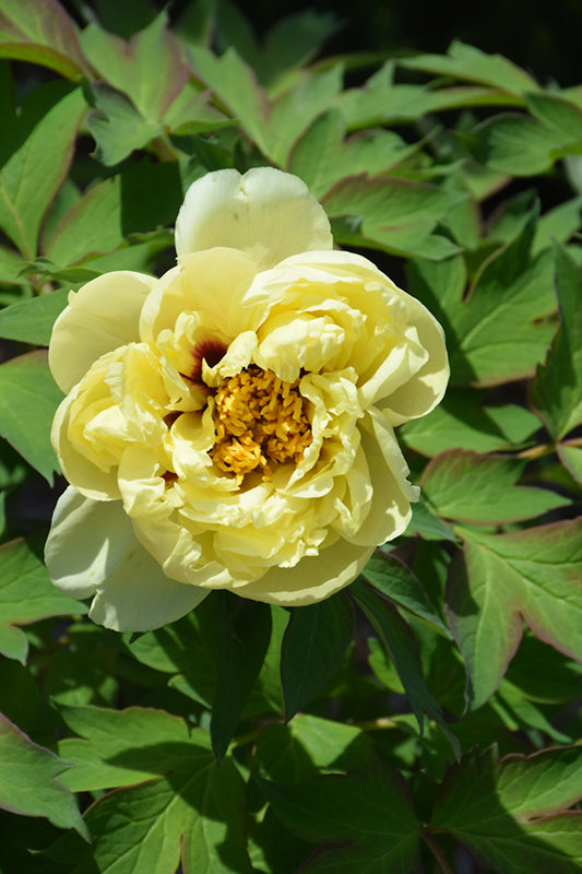 Paeonia suffruticosa 'High Noon' (Tree peony)