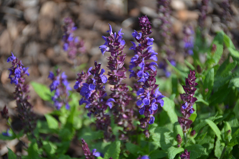 Salvia nemorosa 'PAS889972' (New Dimension Blue Sage)