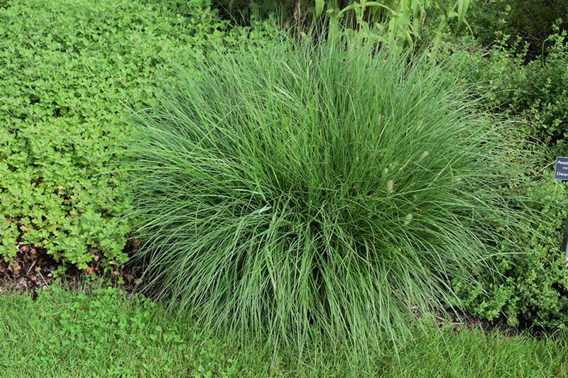 Pennisetum alopecuroides 'Little Bunny' (Dwarf Fountain Grass)