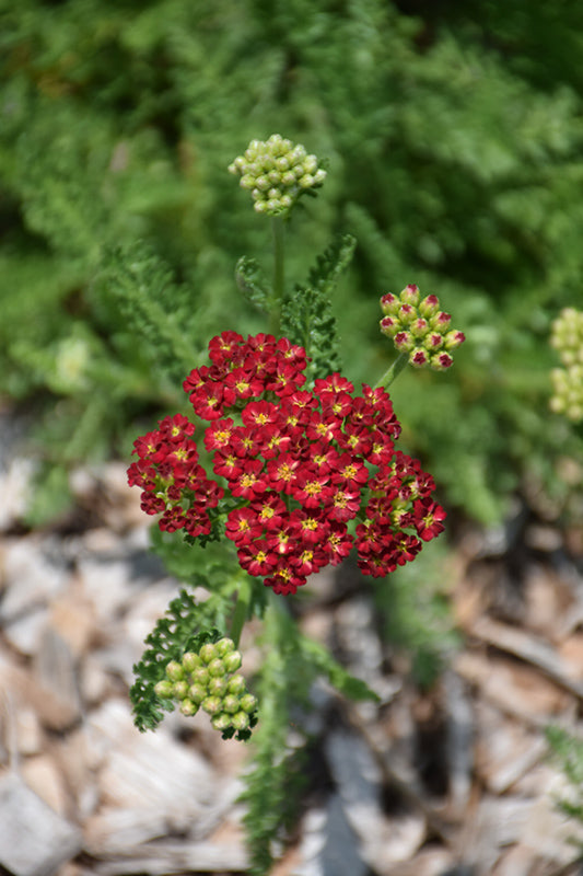 Achillea millefolium 'Desert Eve Red' (Yarrow)