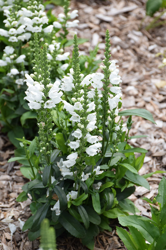 Physostegia virginiana 'Crystal Peak White' (Crystal Peak White Obedient Plant)