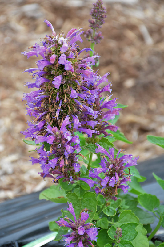 Agastache 'Poquito Dark Blue' ('TNAGAPDB' Hyssop)
