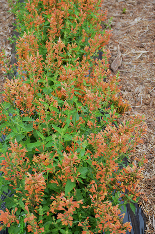 Agastache 'Poquito Orange' ('TNAGAPO' Hyssop)