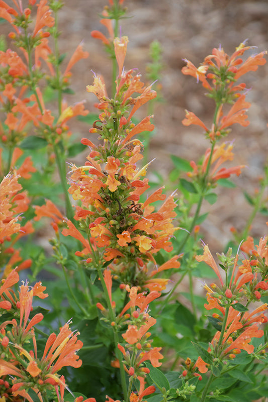 Agastache 'Poquito Orange' ('TNAGAPO' Hyssop)
