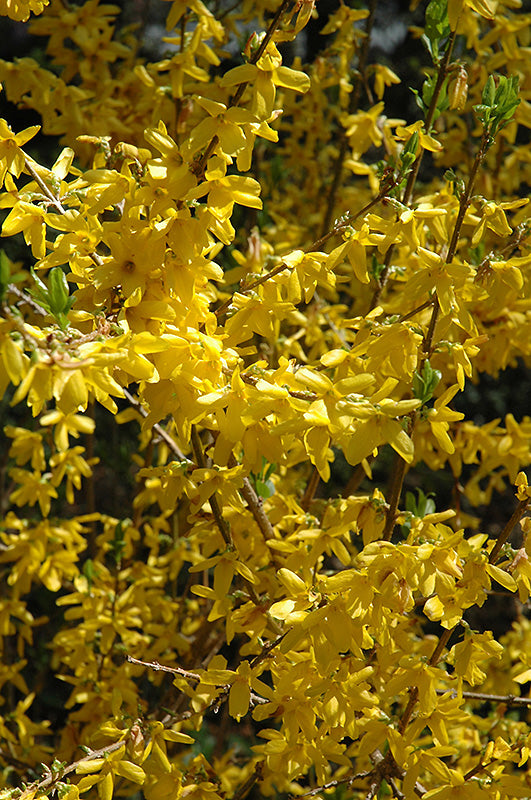 Forsythia x intermedia 'Lynwood Gold' (Lynwood Gold Forsythia)