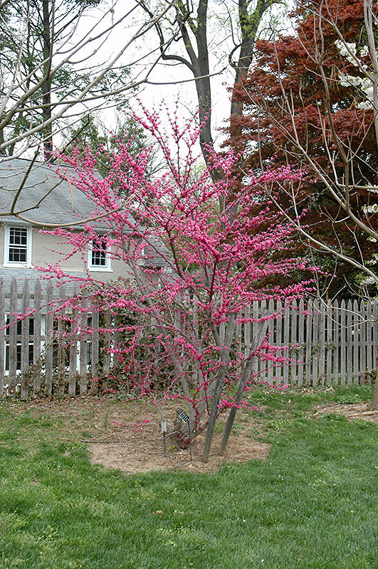 Cercis canadensis 'Appalachian Red' (Redbud)