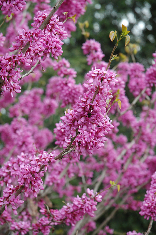 Cercis chinensis 'Avondale' (Redbud)