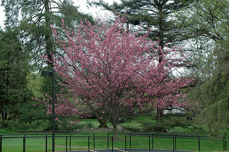 Prunus serrulata 'Royal Burgundy' (Flowering Cherry)