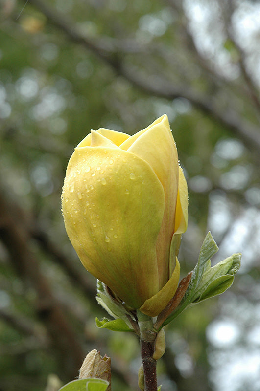 Magnolia 'Judy Zuk'