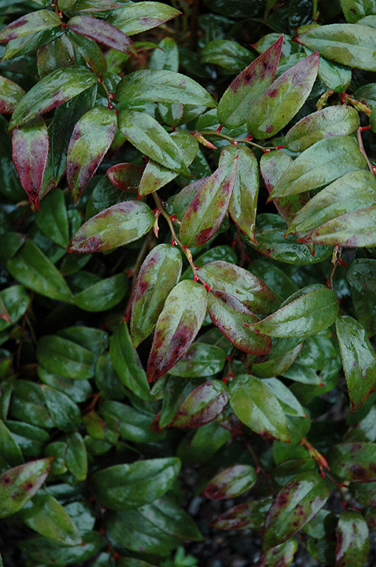 Leucothoe fontanesiana 'Zeblid' (Scarletta Fetterbush)